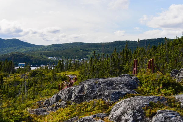 Forêt dans le parc national du Gros-Morne — Photo