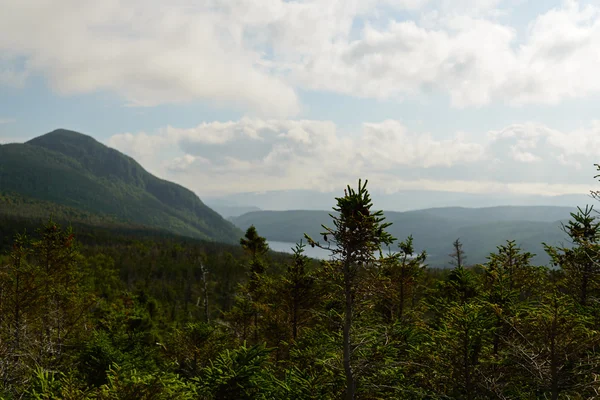 Forêt dans le parc national du Gros-Morne — Photo