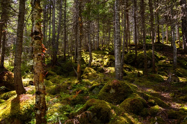 Bosque en el Parque Nacional Gros Morne — Foto de Stock