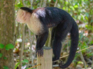 Kosta Rika capuchin maymunu