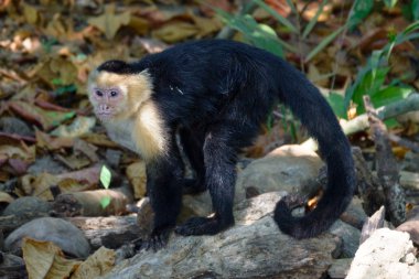 Kosta Rika capuchin maymunu