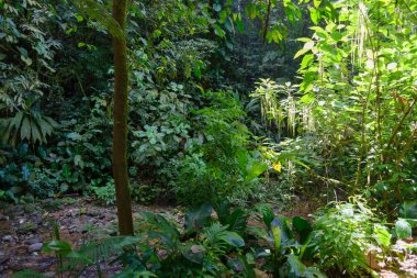 Yazın Kosta Rika manzarası