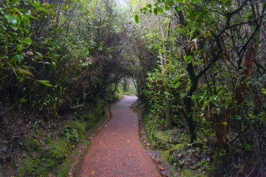 Kosta Rika 'daki yağmur ormanları