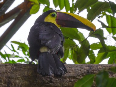Ağaçtaki Tukan kuşu