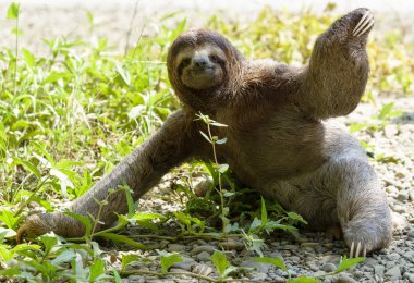 Sloth on ground clipart