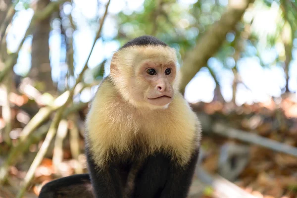 Costa Rica Capuchin Monkey — Stock Photo, Image