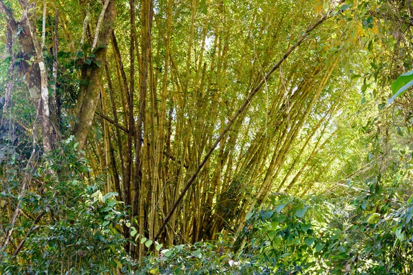哥斯达黎加的竹树 — 图库照片