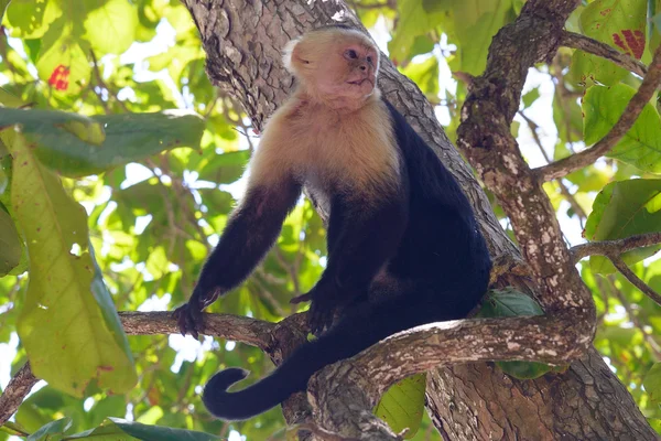 Costa Rica Kapucinus Majom — Stock Fotó