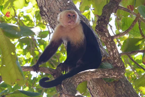 Macaco Prego Costa Rica — Fotografia de Stock