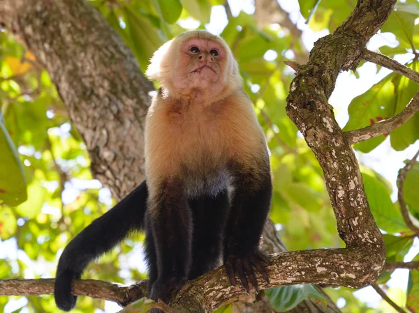 Macaco Prego Costa Rica — Fotografia de Stock