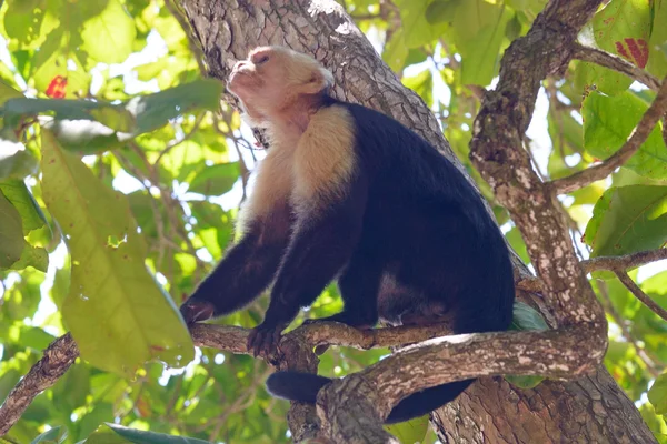 哥斯达黎加卷尾猴 — 图库照片
