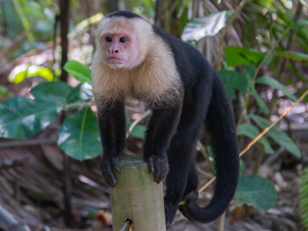 Costa Rica Kapucinus Majom — Stock Fotó