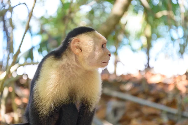 Costa Rica Capuchin Monkey — Stock Photo, Image