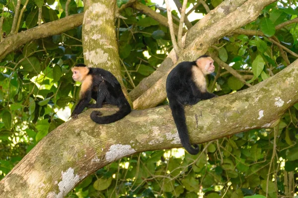 Macaco Prego Costa Rica — Fotografia de Stock