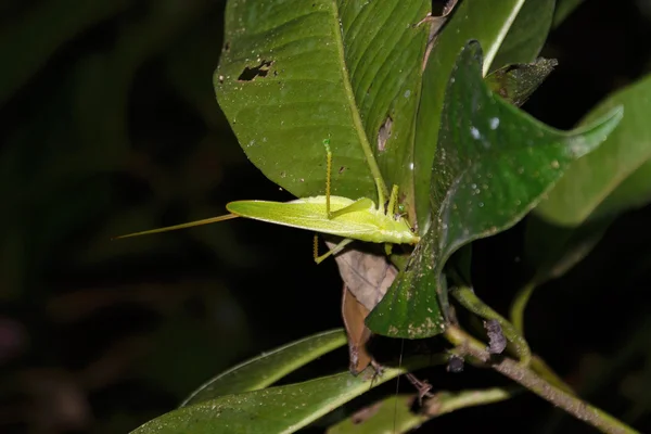 Criquet Costa Rica — Photo