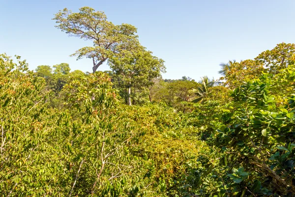 Costa Ricas Landschaft Sommer — Stockfoto