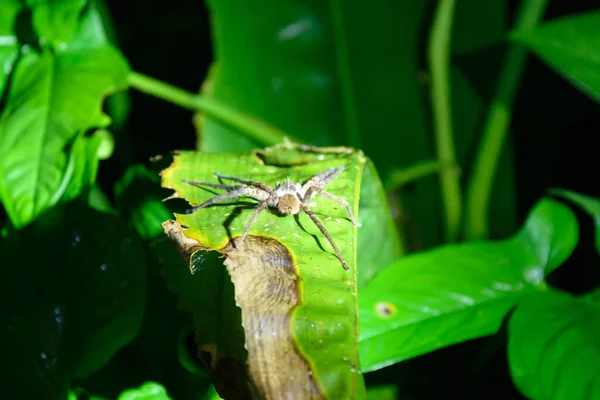 Araignée Banane Costa Rica Photo De Stock