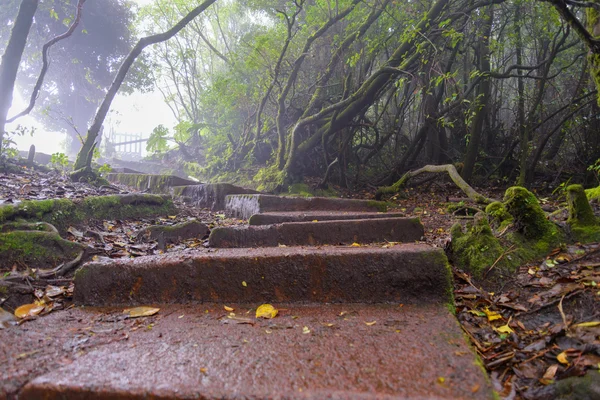 Las Deszczowy Costa Rica Obrazek Stockowy