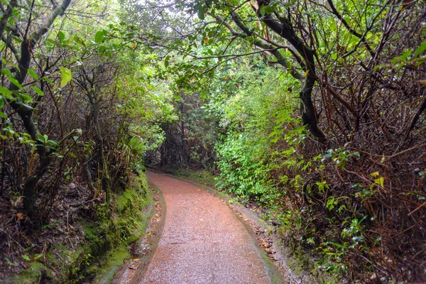 Kosta Rika Daki Yağmur Ormanları Telifsiz Stok Fotoğraflar