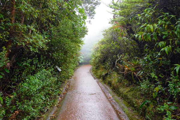 Esőerdők Costa Ricában Stock Kép