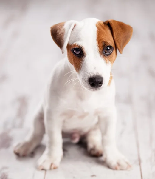 Evde köpek yavrusu — Stok fotoğraf