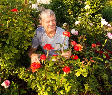 Bahçede güllerle ilgilenen bir adam