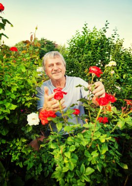 Bahçede güllerle ilgilenen bir adam