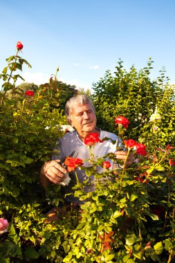 Bahçede güllerle ilgilenen bir adam
