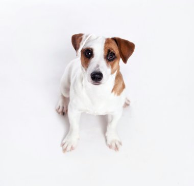 Beyaz arka plan, köpek