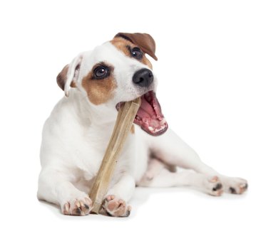 kemik ile köpek yavrusu