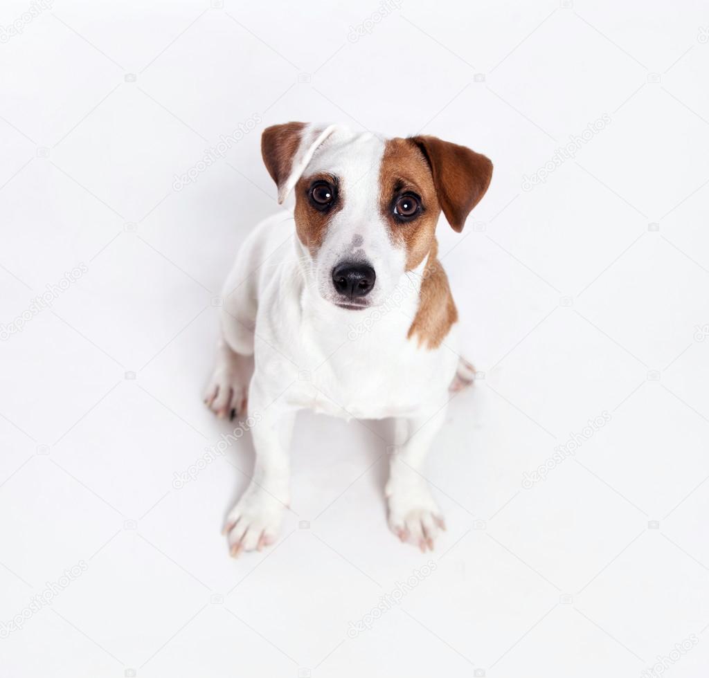 白い背景で犬 ストック写真 C Tatyanagl