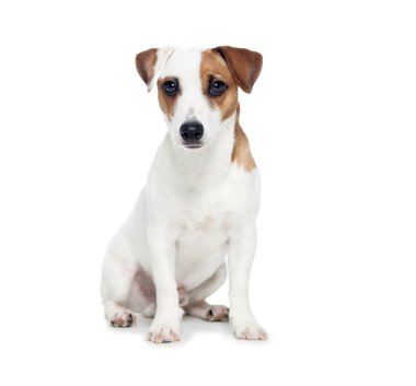 beyaz izole köpek