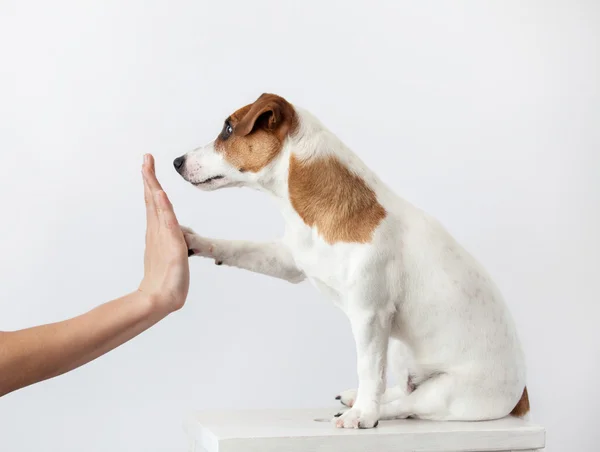 Dog greeting and human — Stock Photo, Image