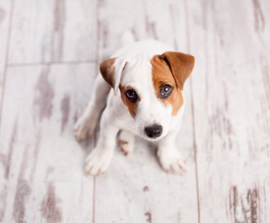 Evde köpek yavrusu