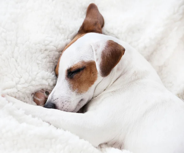 Dog sleeping on a bed — Stock Photo, Image