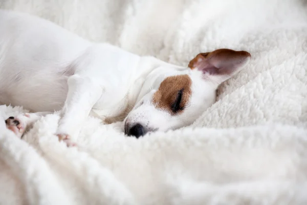 Dog sleeping on a bed — Stock Photo, Image