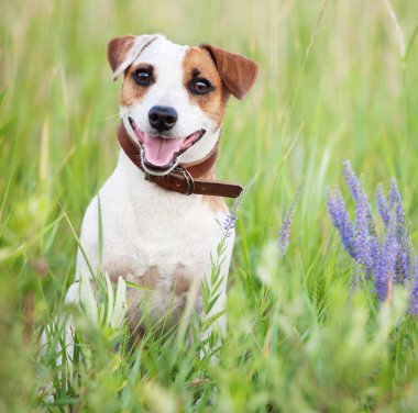 mutlu köpek açık havada
