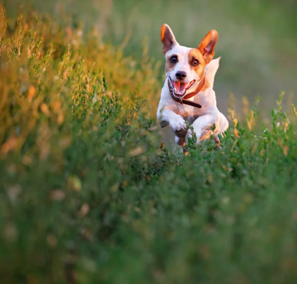Собака на летней прогулке — стоковое фото