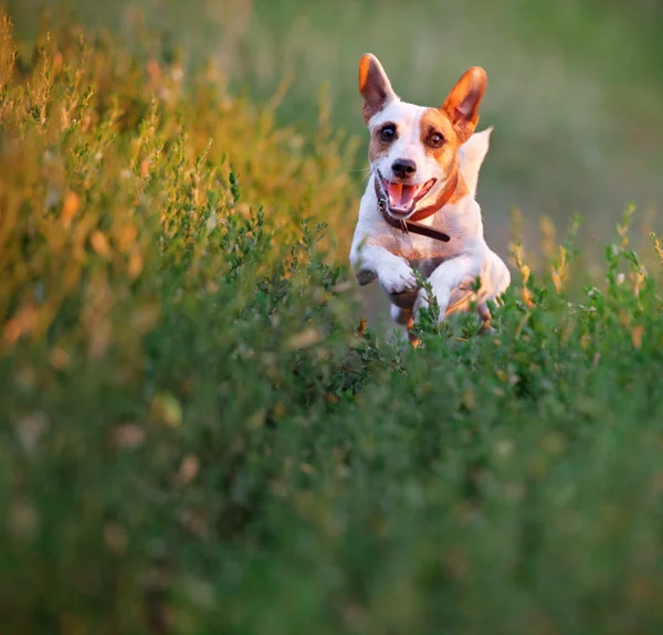 Cão na caminhada de verão — Fotografia de Stock