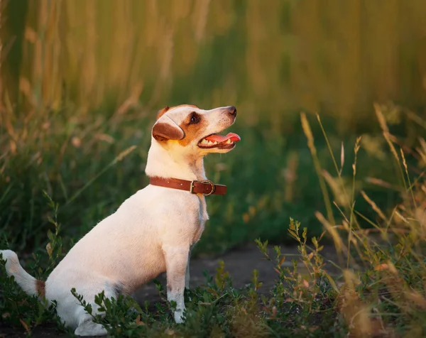 Happy dog outdoors — Stock Photo, Image