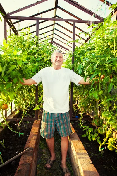 Man grows harvest in the hothouse — Stock Photo, Image