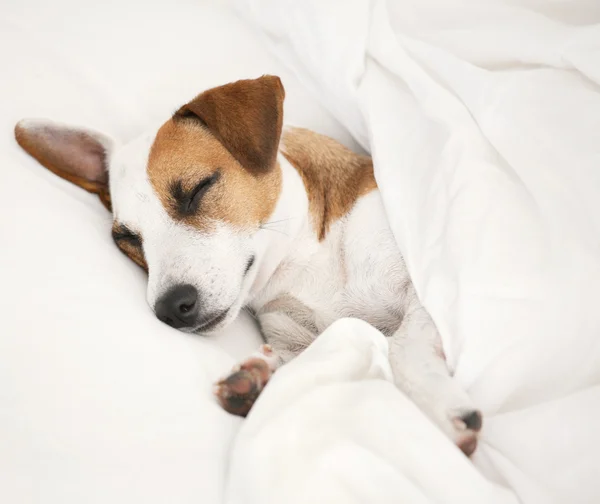 Dormir perro en la cama — Foto de Stock