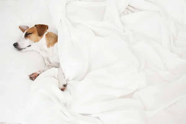 Schlafender Hund im Bett — Stockfoto