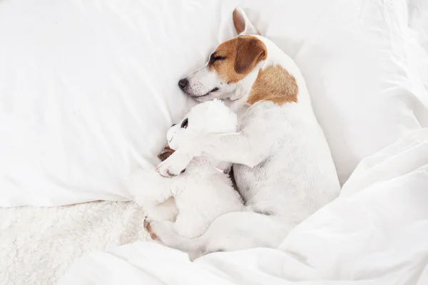 Cão adormecido na cama — Fotografia de Stock