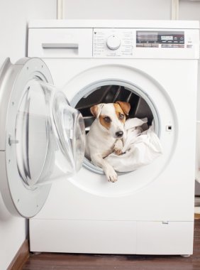 Köpek yıkama
