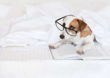 Kitaplı köpek