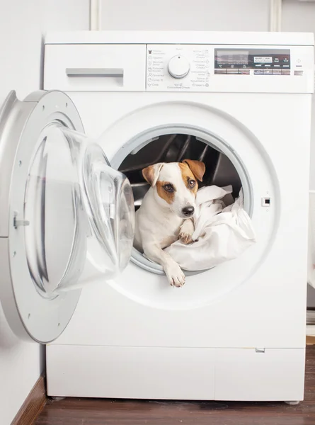 Собака в пральна машина — стокове фото
