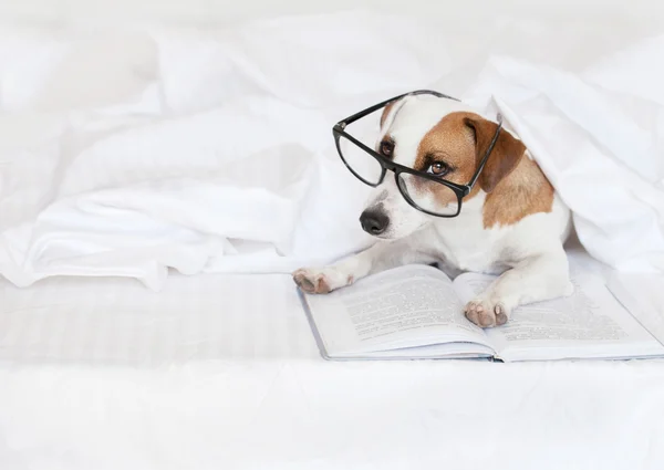 Dog with book — Stock Photo, Image