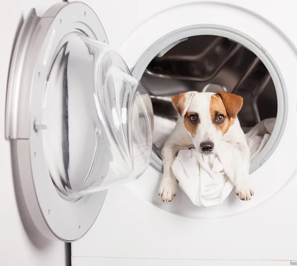 Σκυλί στο πλυντήριο — Φωτογραφία Αρχείου
