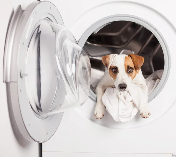 Hund i tvättmaskin — Stockfoto